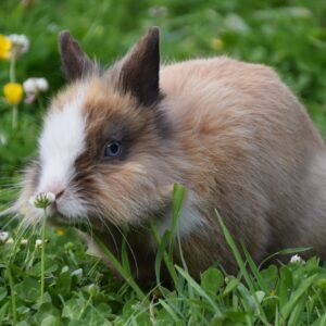 CONEJOS ENANOS: CUIDADOS, ALIMENTACIÓN Y CURIOSIDADES