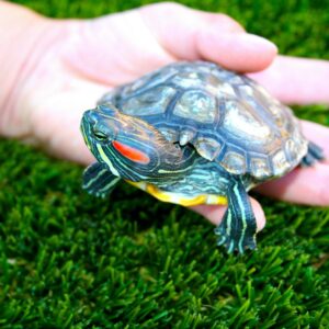 CONSEJOS SI TIENES UNA TORTUGA COMO MASCOTA